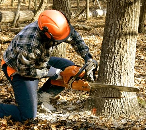 Tree Removal in Poplar, WI